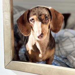 Holiday - Dachshund