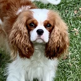 Luna - Cavalier King Charles Spaniel