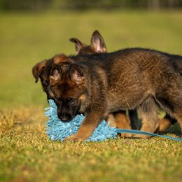 German Shepherd Puppies from Sommerfeld German Shepherds