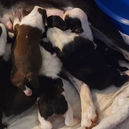 Boston Terriers from Sherri's Boston Terriers