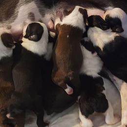 Boston Terriers from Sherri's Boston Terriers