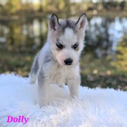 Dolly - Gray and white female Siberian Husky puppy in Hebron, Kentucky from Glacier Run Huskies