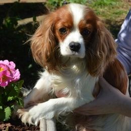 Autumn - Cavalier King Charles Spaniel