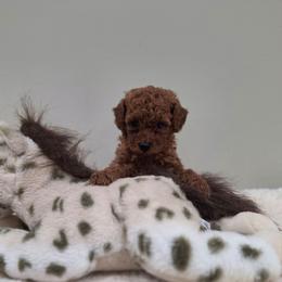 Foxy (AKC) - Red  female Poodle puppy in Rainbow City, Alabama from Spinks Poodles