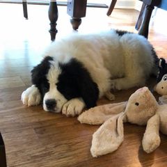 Landseer (European Continental Type) Puppies from Pacific Seaport Landseers