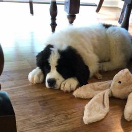 Landseer (European Continental Type) Puppies from Pacific Seaport Landseers