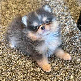Kermit - Blue and tan male Pomeranian puppy in Kilgore, Texas from 5 Star Poms