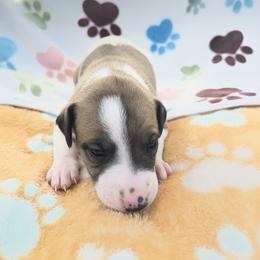 Bonnie - White and fawn female Whippet puppy in West Plains, Missouri from Sycamore Ridge Puppies