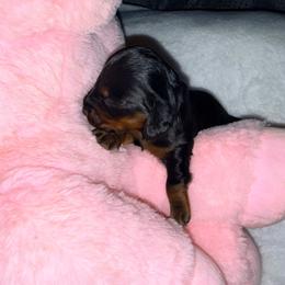 Black and tan - Black and tan male Dachshund puppy in Crab Orchard, Kentucky from Lucy’s legacy dachshunds