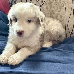 Pluto - Red merle male Miniature Australian Shepherd puppy in Nashville, Tennessee from Little B’s Aussies