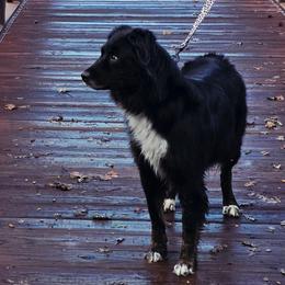 Pantera - Miniature Australian Shepherd