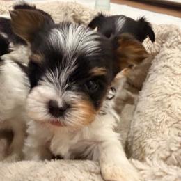Boy 1 - Black tan and white male Biewer Terrier puppy in West Haven, Connecticut from Lozado’s Biewers