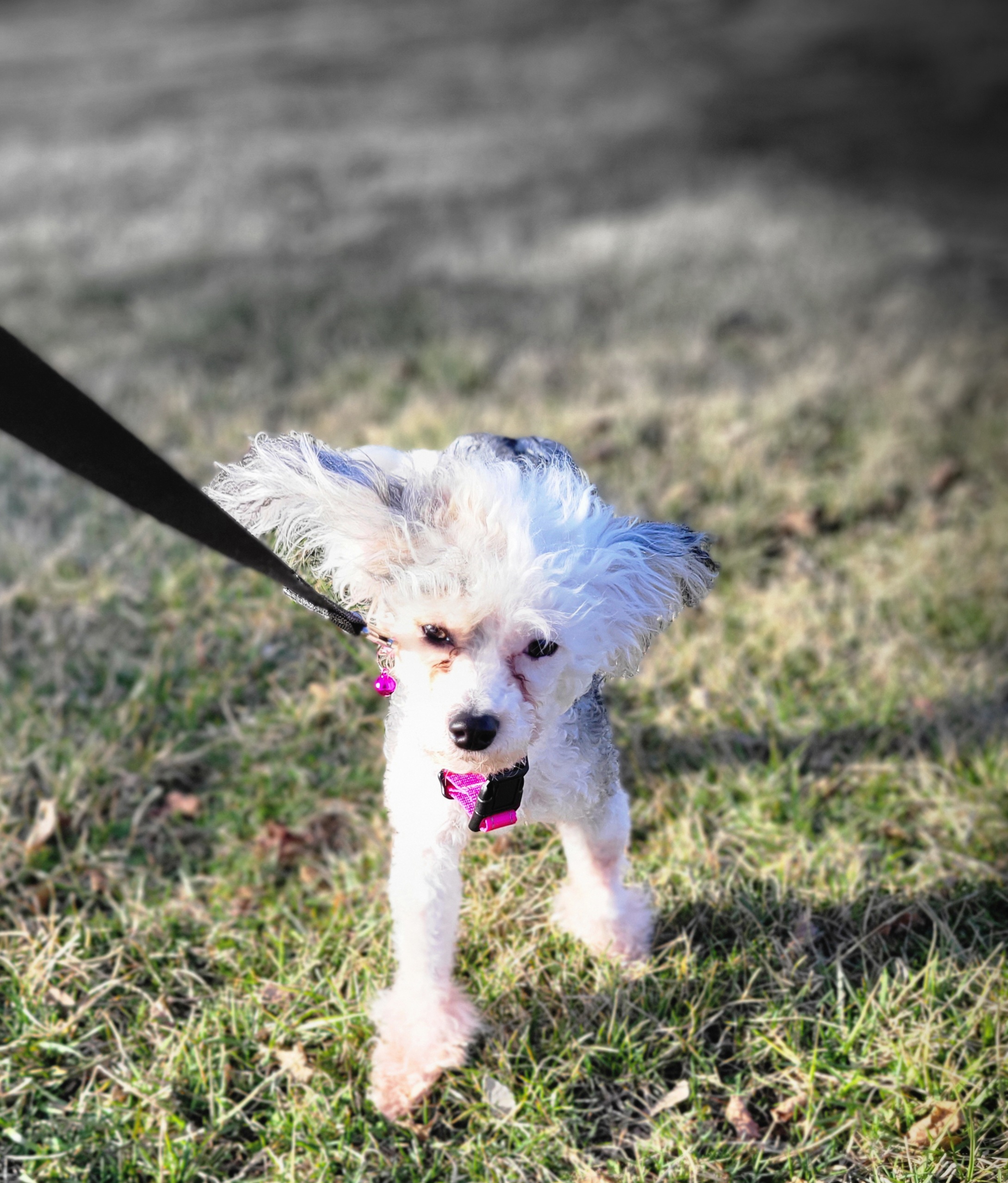 Chinese Crested and Shih Tzu All Grown Up from Wuppie Tree House