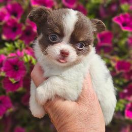 AKC Bella In Maine 4200.00 - Chocolate and white female Chihuahua puppy in Newport, Maine from Pinewood Acres Chihuahuas
