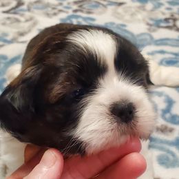 Shih Tzu Puppies from Furever Hometown Shih Tzu