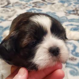 Shih Tzu Puppies from Furever Hometown Shih Tzu