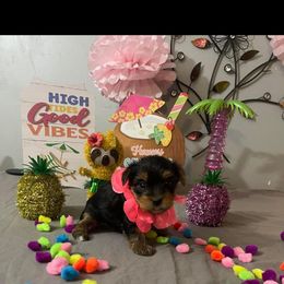 Yorkshire Terrier Puppies from Yorkie Queen Kennels