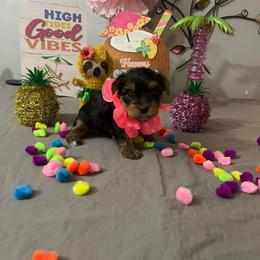 Yorkshire Terrier Puppies from Yorkie Queen Kennels