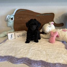 Candy - Black female Poodle puppy in Prescott Valley, Arizona from Caloosa Toy Poodles