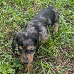 Aries - Dapple male Dachshund puppy in Winter Haven, Florida from Katrina's Punk Rock Dachshunds