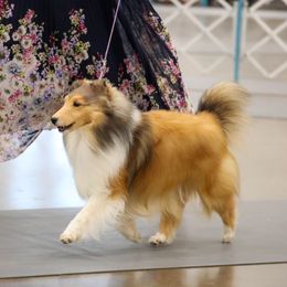 Eleanor - Shetland Sheepdog