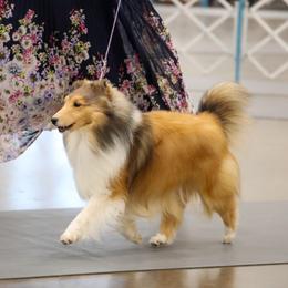 Eleanor - Shetland Sheepdog