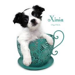Xinia - Black female Mi-Ki puppy in Elizabeth, Colorado from Royal T Mi-Kis