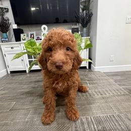 Pink - Apricot female Goldendoodle puppy in Bakersfield, California from Lavish Doodles