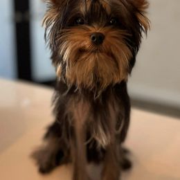 Yorkshire Terriers from Hakuna Matata Yorkies