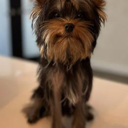 Yorkshire Terriers from Hakuna Matata Yorkies