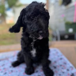 Loki - Black male Double Doodle puppy in Mineola, Texas from ETX Dandy Doodle