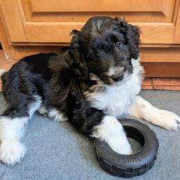 Aussiedoodle Puppies from Ridgeview Aussiedoodles