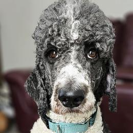 Labradoodles and Poodles from Caris Paws Poodles and Doodles