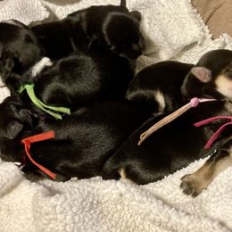 Maltipoo, Morkie, and Yorkipoo Puppies from Danza Bolo