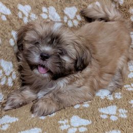 CinaBun - Red and white male Shih Tzu puppy in Orange Park, Florida from Sweetz Kennelz