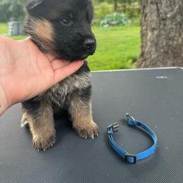Mr Blue - Black and tan male German Shepherd puppy in Lawton, Michigan from Free Indeed Shepherds