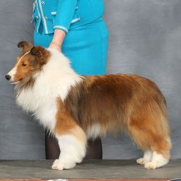 HQ - Shetland Sheepdog