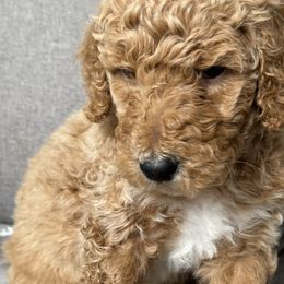 Aussiedoodles, Bernedoodles, Goldendoodles, and Poodles from Vallevistadoodles
