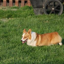 Australian Shepherds and Pembroke Welsh Corgis from Tyler Shupe's Australian Shepherds and Pembroke Welsh Corgis