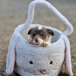 Boy 2 - Blue male Pembroke Welsh Corgi puppy in Ocala, Florida from Dolan Farms Corgis