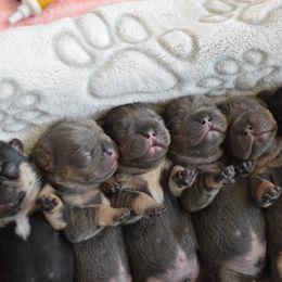 French Bulldog Puppies from Goatlinebullies