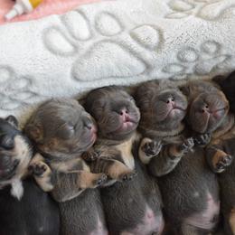 French Bulldog Puppies from Goatlinebullies