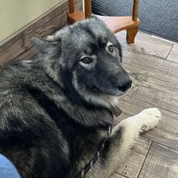 Siberian Huskies from K & R Huskies