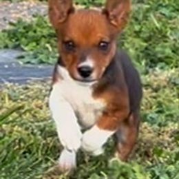 Male 4 - Red white and sable male Rat Terrier puppy in Denver, Colorado from K2 RAT TERRIERS (COLORADO)