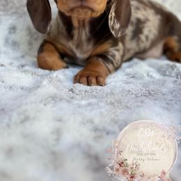 Dachshund Puppies from CSW Dachshunds