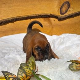 Helpful - Brown black and white male Basset Hound puppy in Big Rapids, Michigan from Basket Hound Bassets