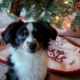 TEETER - Toy Australian Shepherd