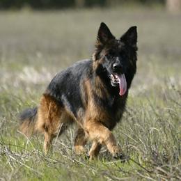Mercy - German Shepherd