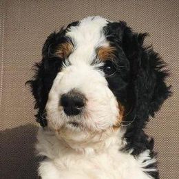 Bearded Retriever, Bernedoodle, Double Doodle, and Poodle Puppies from Doodle Belle Puppy