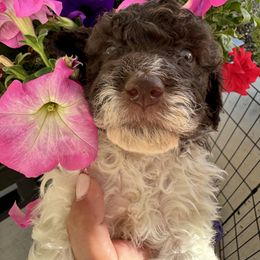 Lagotto Romagnolo Puppies from Anna’s Lagottos